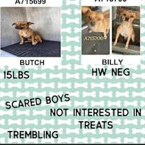 Thumbnail photo of Billy #2