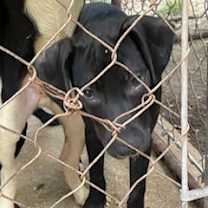 Thumbnail photo of Brunhilda #1