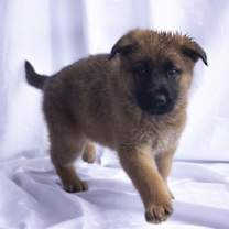 Thumbnail photo of Gunther #3
