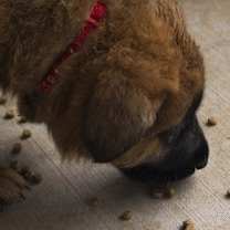Thumbnail photo of Gunther #4