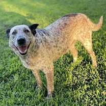 Thumbnail photo of Cookie #1