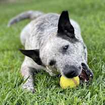 Thumbnail photo of Cookie #2