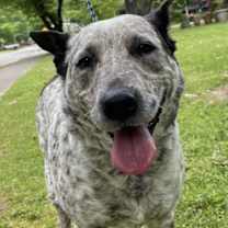 Thumbnail photo of Cookie #3