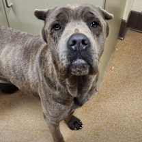 adopt-pet