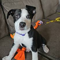 Thumbnail photo of Lexi #1