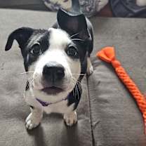 Thumbnail photo of Lexi #4