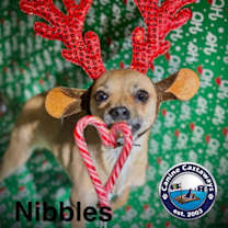 Thumbnail photo of Nibbles #1