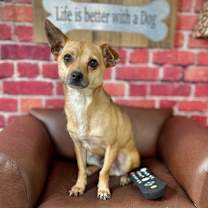 Thumbnail photo of Nibbles #3
