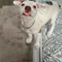Thumbnail photo of Latte #2
