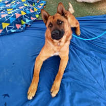 Thumbnail photo of Angelito- IN FOSTER HOME #1