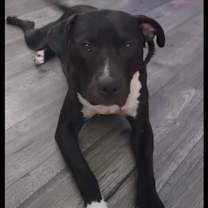 Thumbnail photo of Lil #2