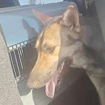 Thumbnail photo of Coyote #4