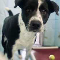 Thumbnail photo of Charlie #1