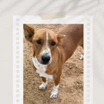 Thumbnail photo of Milo #1