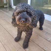 Thumbnail photo of Mochi #1