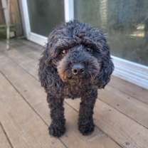Thumbnail photo of Mochi #2
