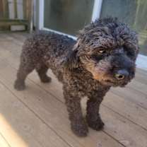 Thumbnail photo of Mochi #3