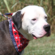 Thumbnail photo of Loki (Neutered) Pics 7/2/2024 #4