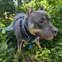 Thumbnail photo of Rudy #2