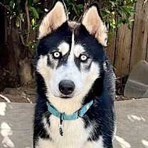 Thumbnail photo of Aspen #1