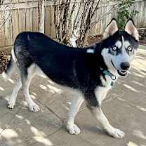 Thumbnail photo of Aspen #2