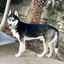 Thumbnail photo of Aspen #4
