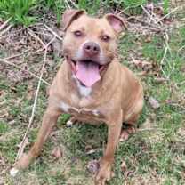 Thumbnail photo of Frankie #2