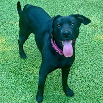 Thumbnail photo of Lucy #1