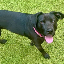 Thumbnail photo of Lucy #4