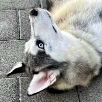 Thumbnail photo of Tasha #4