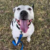 Thumbnail photo of Oreo #1