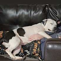 Thumbnail photo of Oreo #2