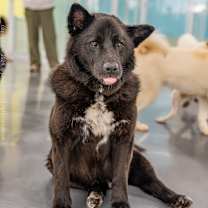 Thumbnail photo of Bear (D) #2