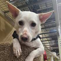 Thumbnail photo of Henry #1