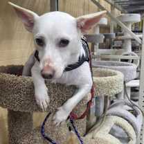 Thumbnail photo of Henry #2