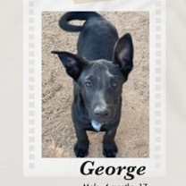 Thumbnail photo of George #2