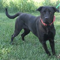 Thumbnail photo of Apollo #1