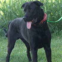 Thumbnail photo of Apollo #2