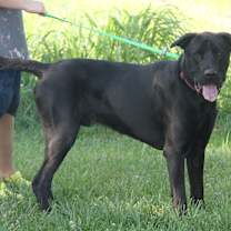 Thumbnail photo of Apollo #3