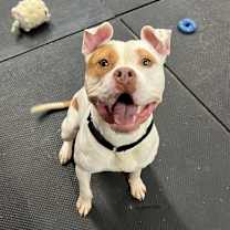 Thumbnail photo of Tito #1