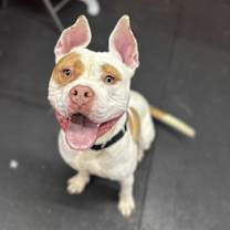 Thumbnail photo of Tito #3