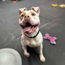 Thumbnail photo of Tito #4