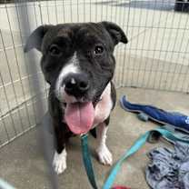 Thumbnail photo of Romeo #2