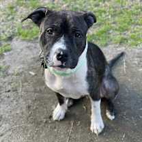 Thumbnail photo of Romeo #3