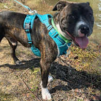 Thumbnail photo of Romeo #1