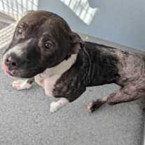 Thumbnail photo of Romeo #4