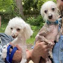 Thumbnail photo of Lily & Zeplin (Ohio) #1