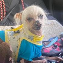 Thumbnail photo of Lily & Zeplin (Ohio) #2