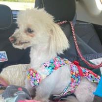 Thumbnail photo of Lily & Zeplin (Ohio) #3