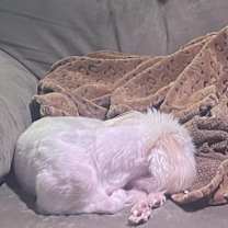 Thumbnail photo of Lily & Zeplin (Ohio) #4